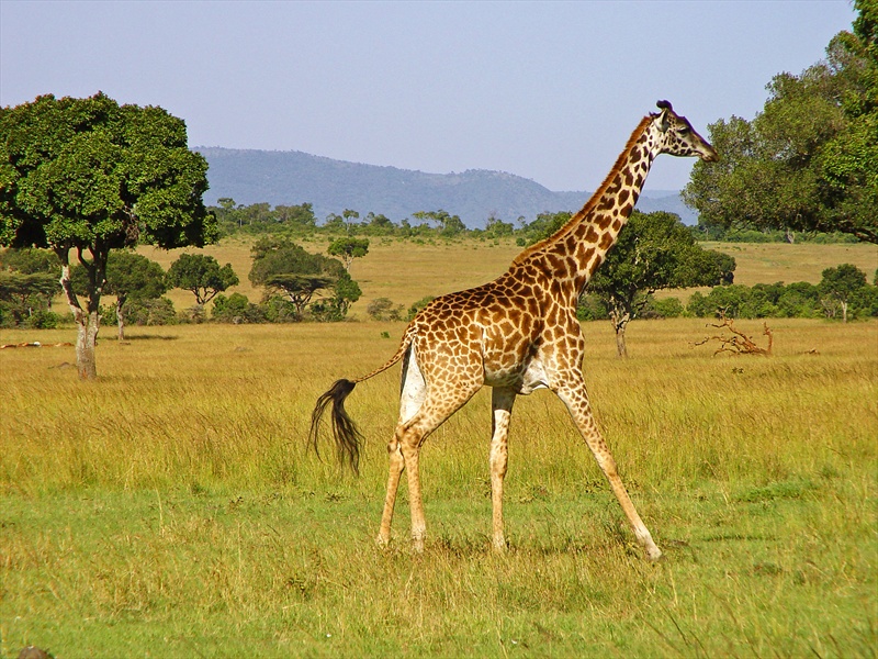 Maasai Mara - Wikipedia