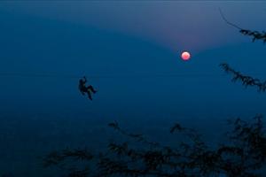 flying fox by moonlight