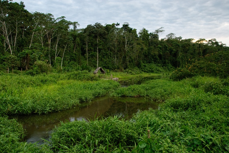 Manú National Park