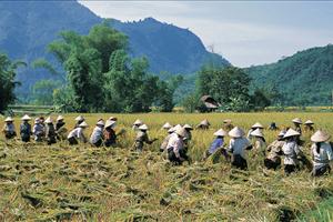 working the padi fields